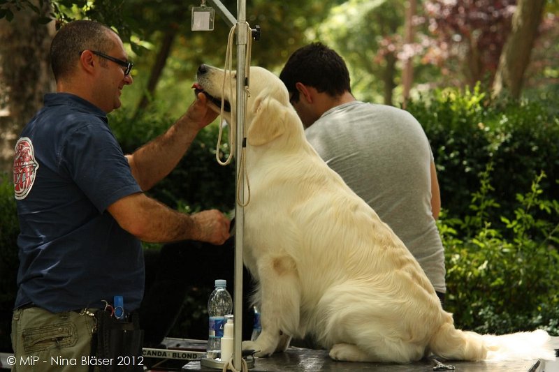 2012-07-01 B & B - Bedlington & Bichon Fun Day (34)_1500x1000.jpg